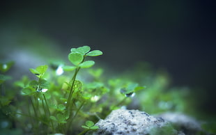 selective focus photography green clover plant HD wallpaper